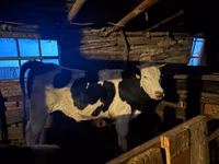Bulle, Russian Black pied cattle — Foto 3