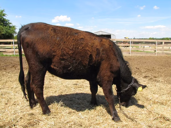 Cow, Aberdeen-Angus