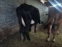 Cow, Cattle — photo 4