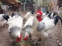 Սասեքս — լուսանկար 2