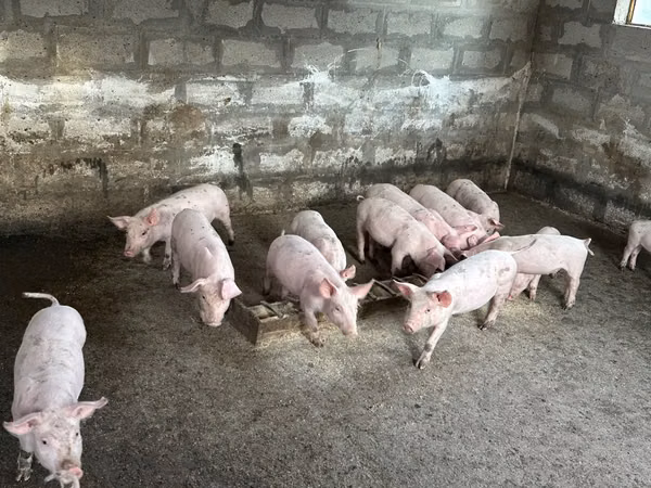 Boar, Pigs