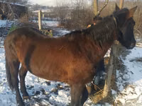 ሴት ፈረስ, Horses — ፎቶ 2