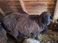 Ovan, Edilbay sheep — fotografija 2