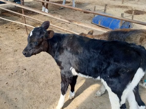 Lo’, Holstein breed