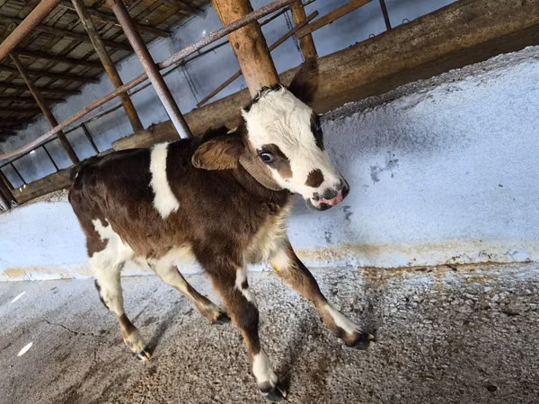 Cow, Cattle — Moldova