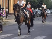 اسب نر, Hanoverian — عکس 8