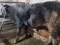 Bull, Swiss cattle — photo 2