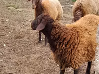 የጎትት አውራ በግ, Sheep — ፎቶ 6