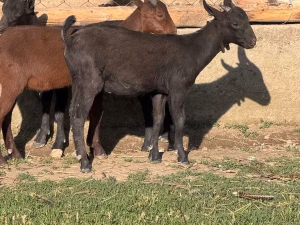 Goat, Alpine goat — Uzbekistan