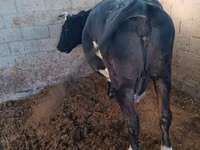 Krava, Russian Black pied cattle — foto 2