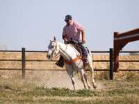 Horse (M), Quarter Horse — photo 2