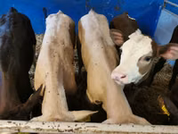 گاو نر, Simmental cattle — عکس 5