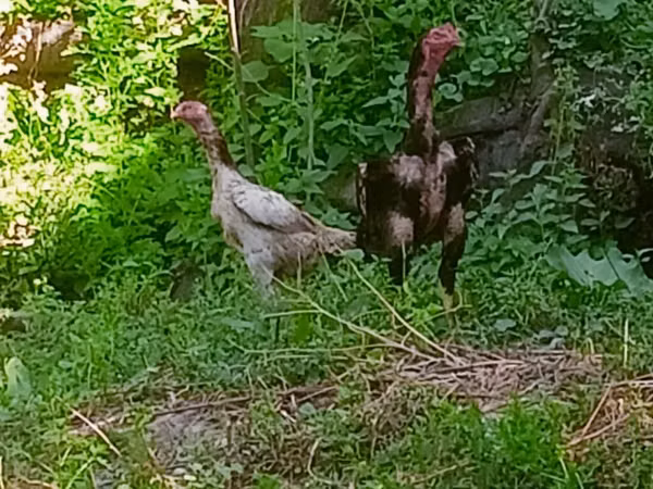 Chickens — Kirgistaan