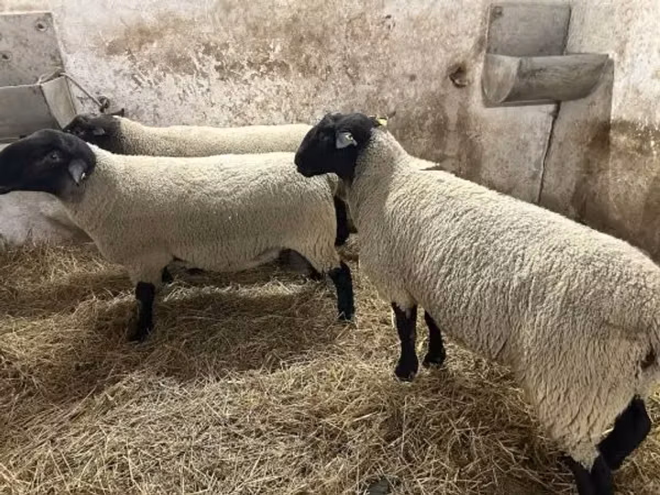 Ram, White Suffolk sheep