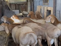 Ram, Arashan sheep — photo 1