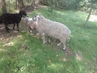 Ram, Sheep — photo 2