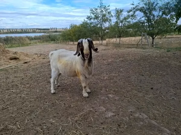 Billy Goat, Boer goat