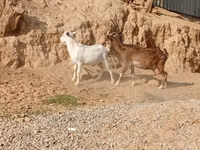 بکرا, بکریاں — تصویر 2