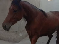 Kobila, Anglo-Arabian — fotografija 4