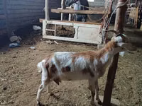 Kozel, Nubian Goat — foto 3