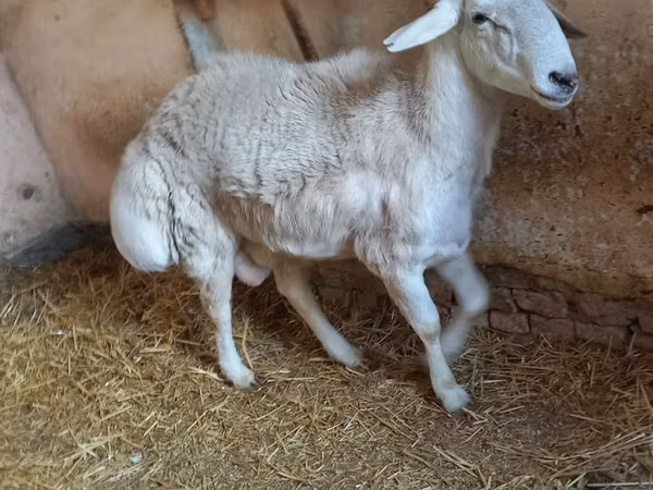 Ram, Sheep — Uzbekistan