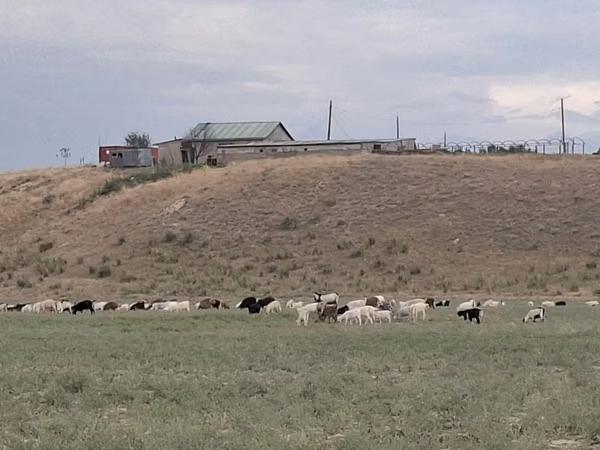 Bull, Cattle — Kazakhstan