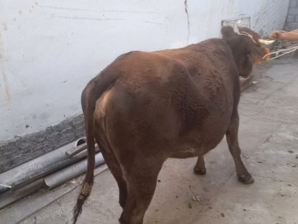 Cow, Cattle — Kyrgyzstan