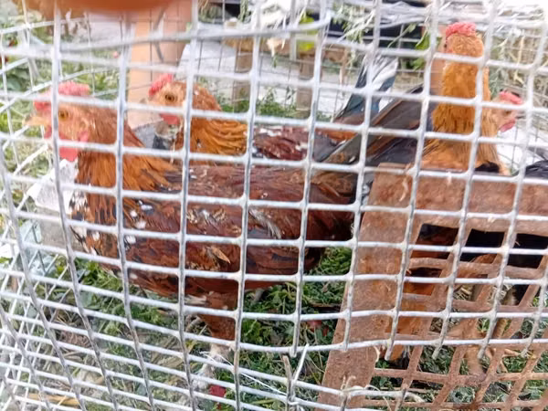 Japanese Bantam — Kyrgyzstan