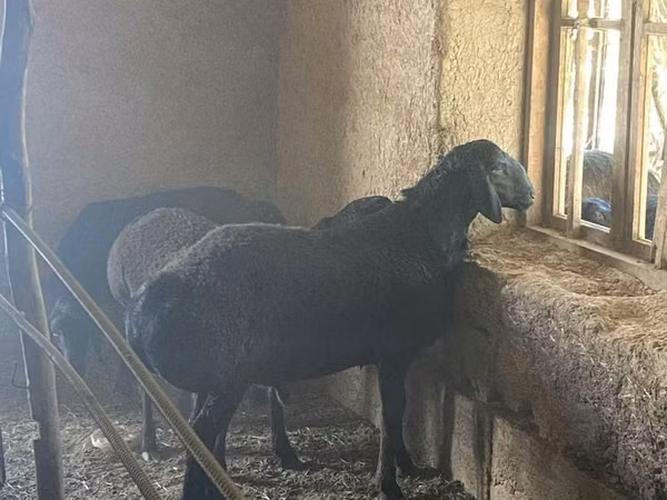 Ram, Sheep — Uzbekistan