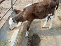 सांड, Simmental cattle — फ़ोटो 1