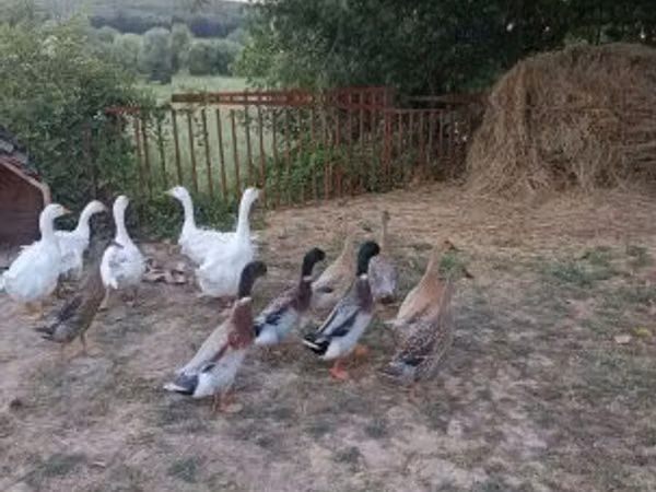 Ducks — Угорщина