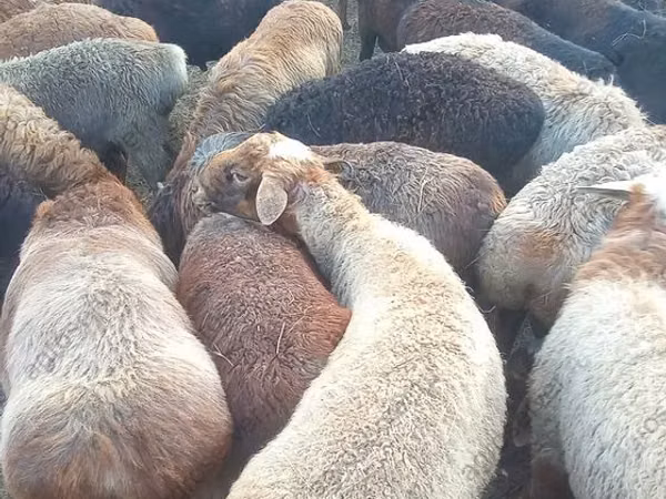 Bélier, Edilbay sheep