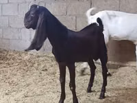 თხა, Kamori goats — ფოტო 5