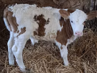 Bulle, Simmental cattle — Foto 3