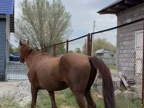 Horse (M), Thoroughbred horse — Kazakhstan