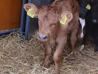 Lembu ternakan (lot, jantina tidak dinyatakan), Cattle — foto 2
