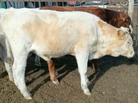 Byk, Simmental cattle — zdjęcie 2