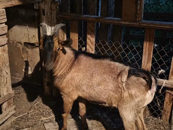 Billy Goat, Alpine goat — Kazakhstan