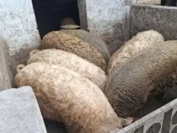 Świnie (partia, płeć nieokreślona), 