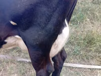 Cow, Simmental cattle — photo 4