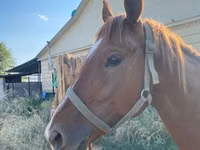 ม้าตัวผู้, Kazakh horse — รูปภาพ 1