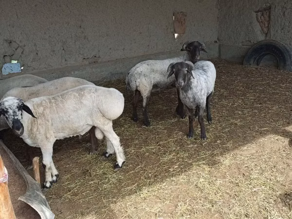 Ram, Sheep — Uzbekistan