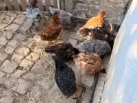 آسترالورپ — عکس 2