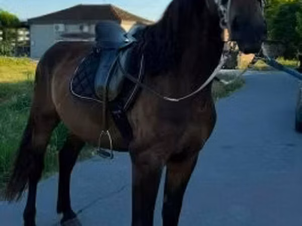 Horse (M), Horses — Hungary