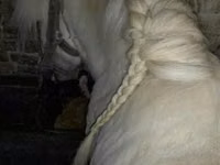 ม้าตัวผู้, Shetland Pony — รูปภาพ 1