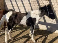 Koně (série, pohlaví neuvedeno), Kyrgyz Horse — foto 7