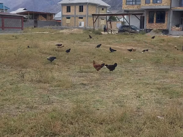 Chickens — Kirgistaan