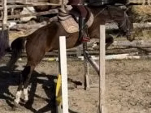 Horse (M), Hungarian horse breed