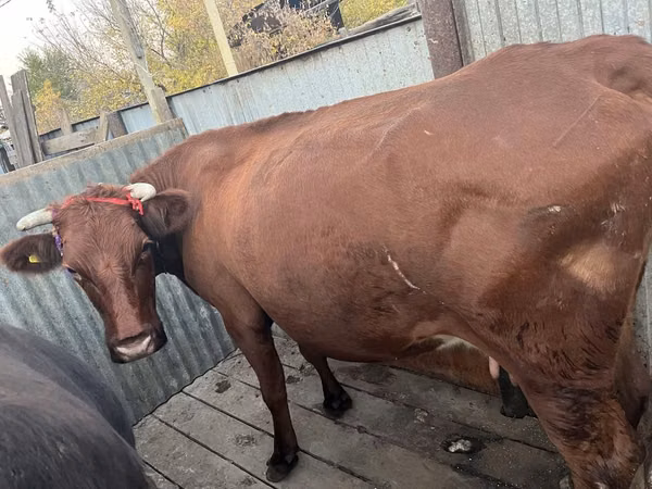 Kuh, Latvian Blue cattle