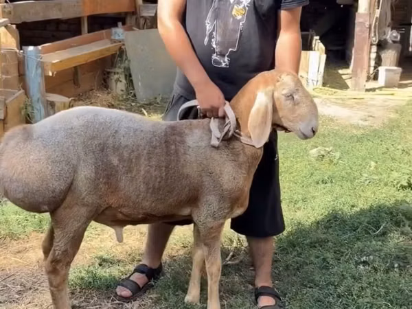 Ram, Arashan sheep — Kyrgyzstan